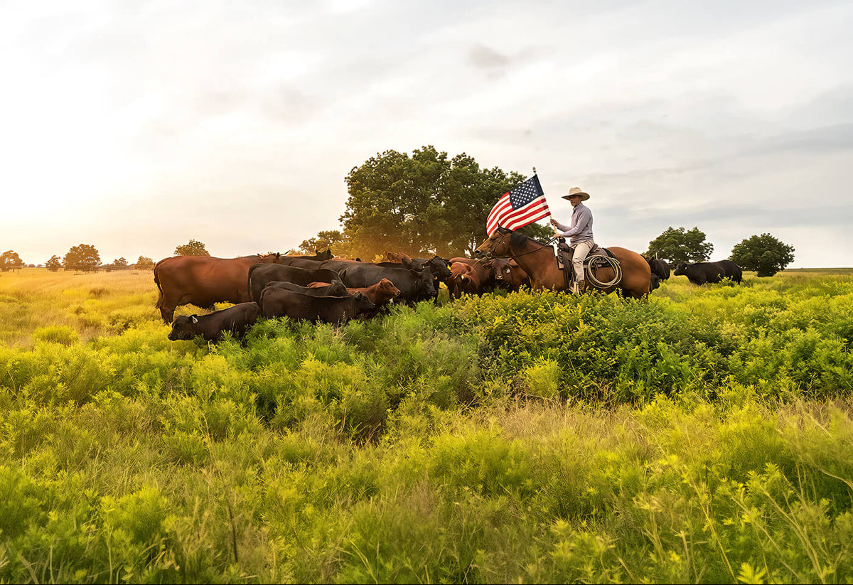 A rancher holding the American flag on horseback among grazing cattle