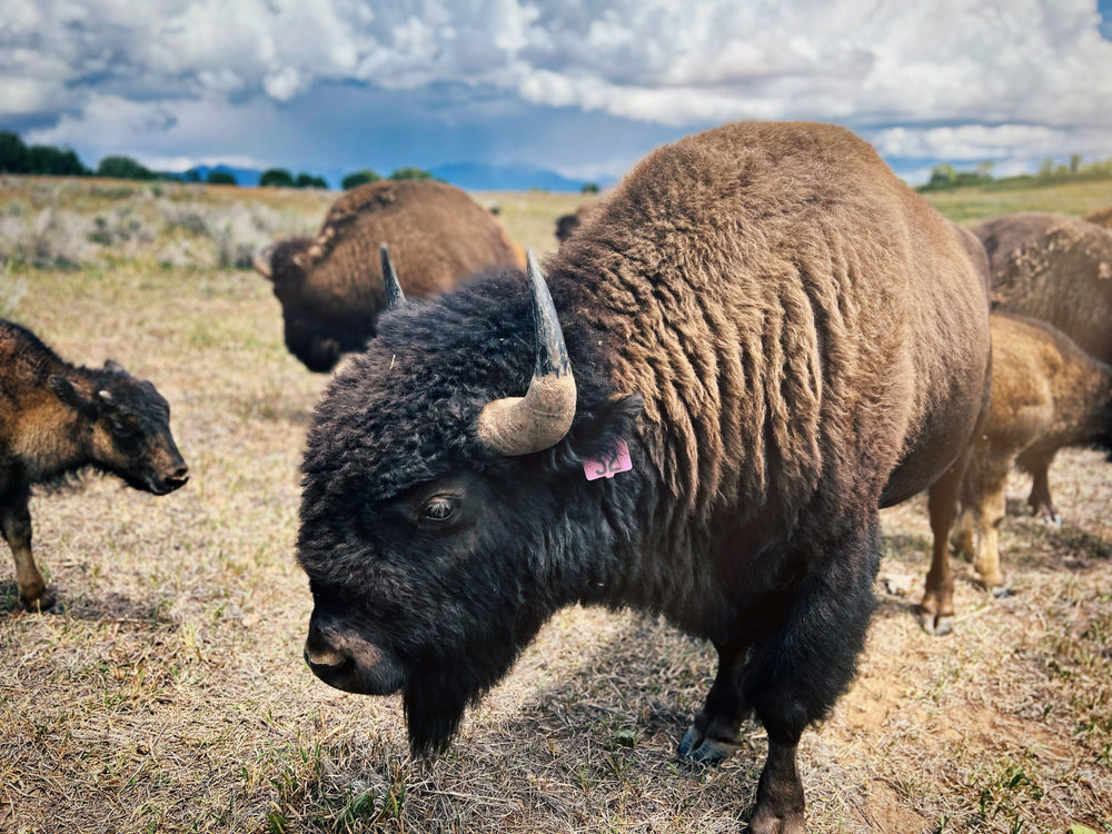 Restoring America’s Grasslands and the Power of Grazers