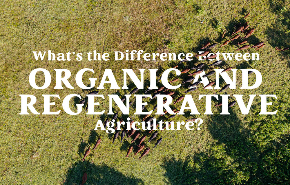 What’s the Difference Between Organic and Regenerative Agriculture?