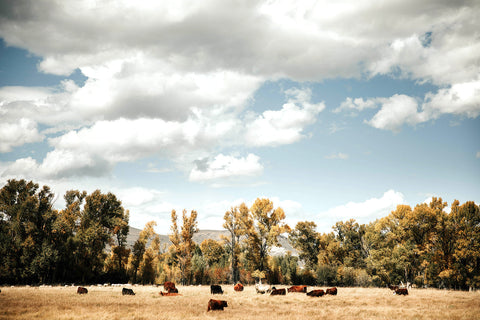 Can Regenerative Agriculture Reverse Decade's of Poor Health?