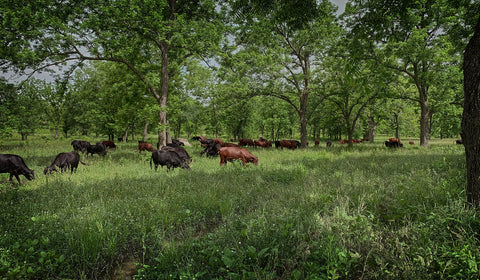 Grass-Fed vs. Grass-Finished Beef: Key Differences