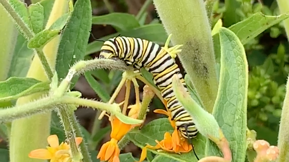 We're Doing Our Part to Help the Monarchs: Regenerative Agriculture & Migration Habitat Protection Efforts
