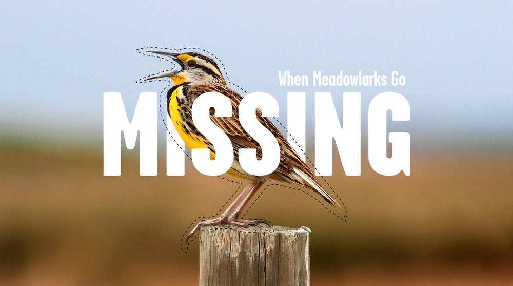 When Meadowlarks Go Missing