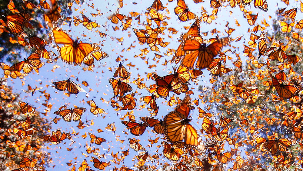 The Monarch Butterfly – A Migration in Peril – REP Provisions
