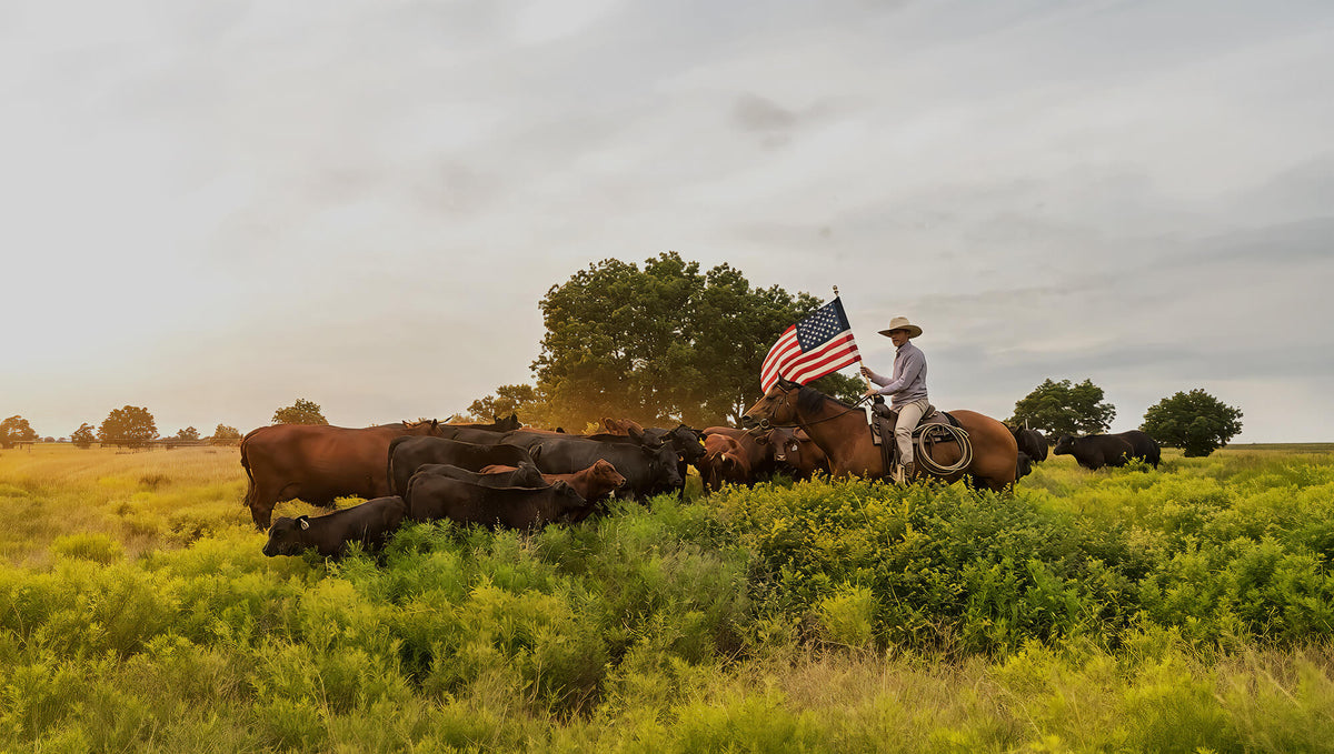 Rider carrying an American flag while moving a herd of cattle across a lush pasture