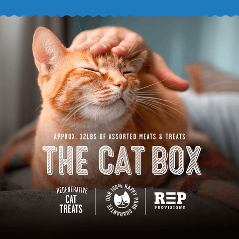 The Cat Box