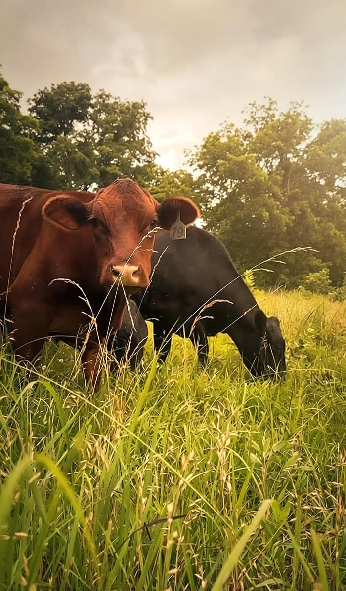 Healthy prairie soil on an REP ranch