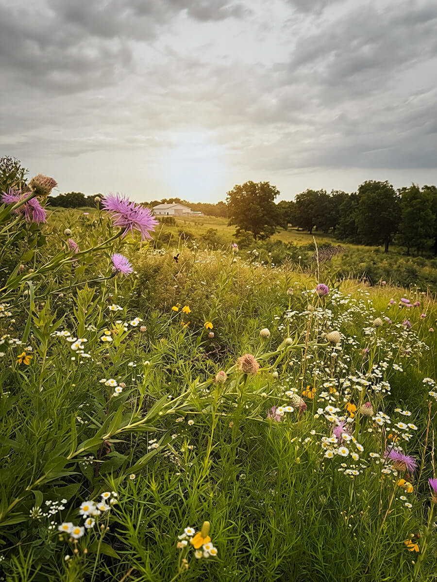 Wildflowers and native grasses across a ranch pasture at sunrise