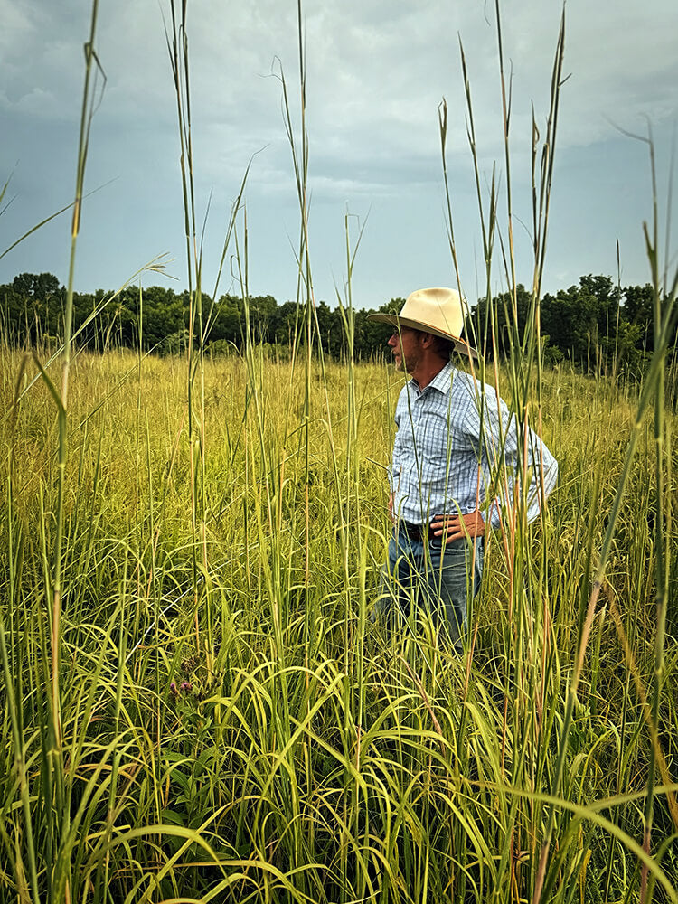 REP cattle grazing on pasture