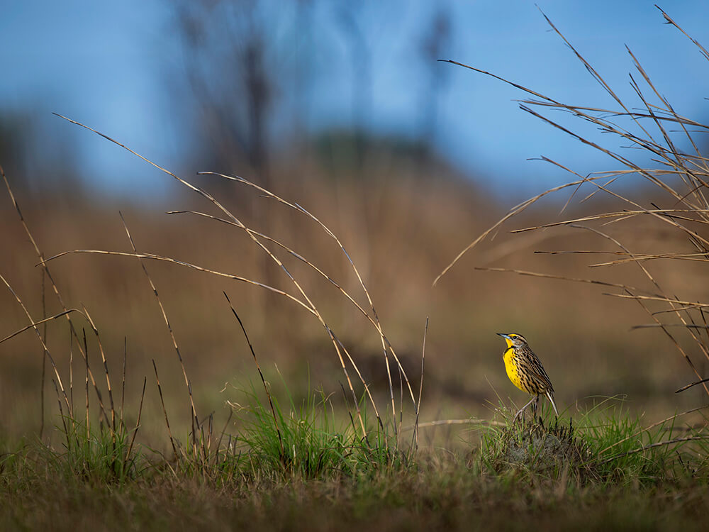 Bird habitat on the ranch
