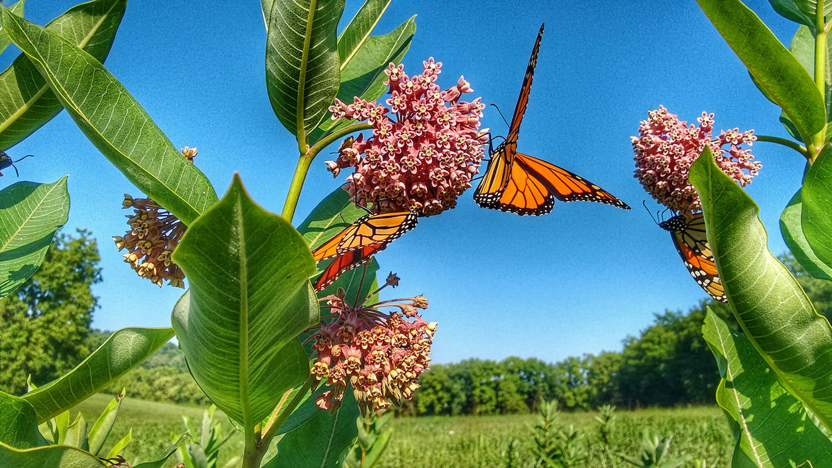 A monarch butterfly feeding on orange butterfly milkweed on the ranch