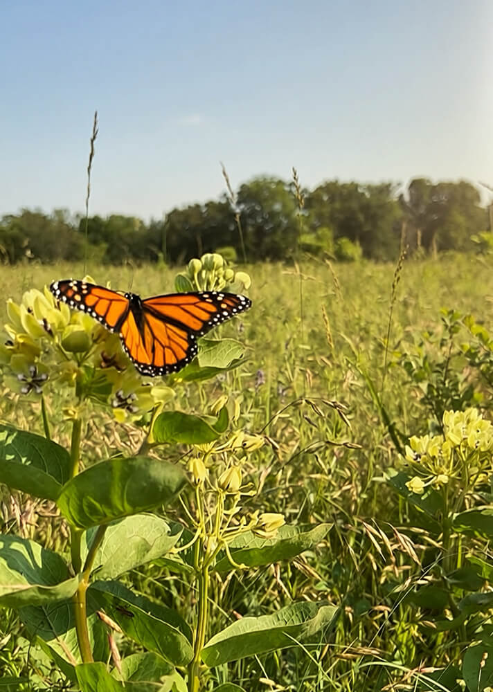 Monarch on butterfly milkweed on the ranch