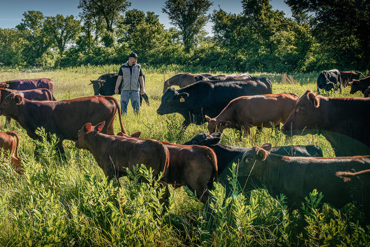Red and black cattle standing in tall native forbs on the ranch