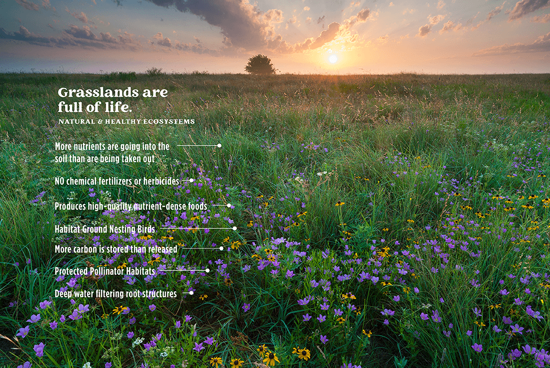 Illustration of regenerative agriculture