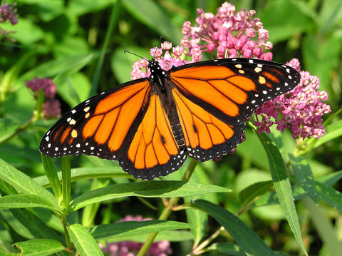 REP Provisions Regenerative Agriculture Monarch Initiative
