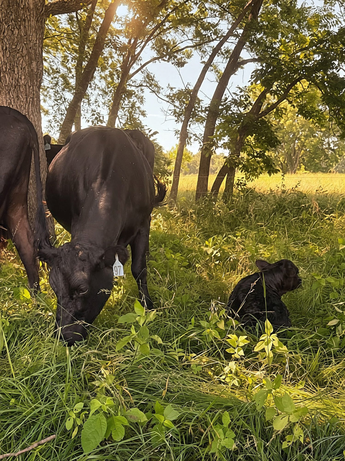 Red grass-fed cattle standing in tall forbs at the edge of the oak woods, looking at the camera
