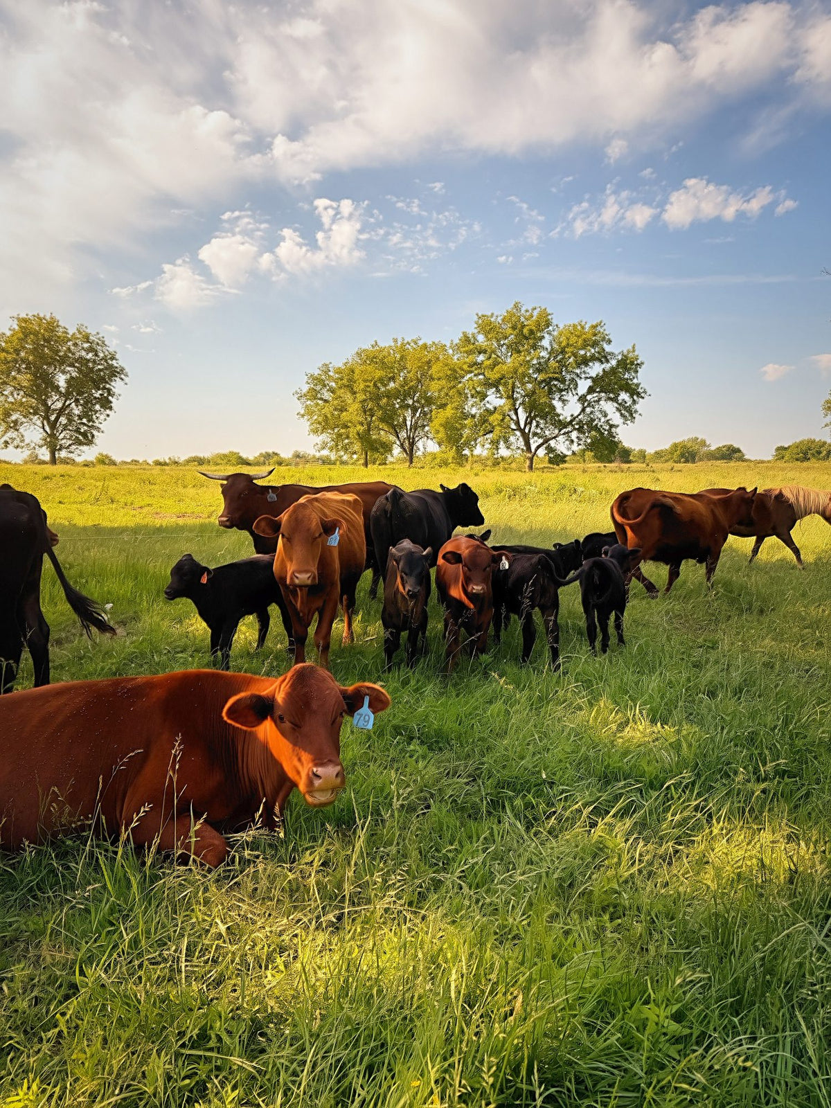 Red and black cattle grazing fresh green pasture under a blue sky